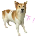 31 Dogs1 16
