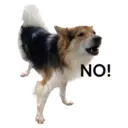 31 Dogs1 8