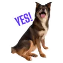 31 Dogs1 18