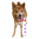 31 Dogs1 28