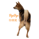 31 Dogs1 7