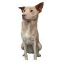 31 Dogs1 17
