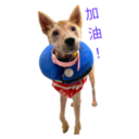 31 Dogs1 11