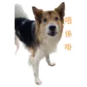 31 Dogs1 12