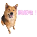 31 Dogs1 19