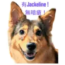 31 Dogs1 24