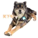 31 Dogs1 21