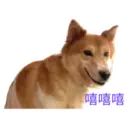 31 Dogs1 2