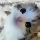 смешные кошки 11