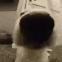 смешные кошки 14