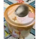 смешные кошки 8