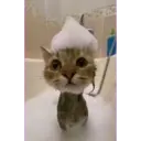 смешные кошки 13