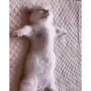 смешные кошки 18