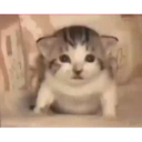 смешные кошки 6