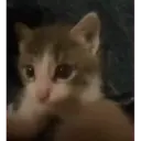 смешные кошки 10