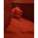 смешные кошки 3