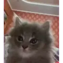 смешные кошки 1