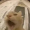 смешные кошки 17