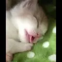 смешные кошки 15