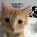 смешные кошки 4