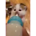 смешные кошки 5