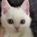 смешные кошки 12