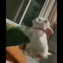 смешные кошки 2