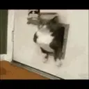 смешные кошки 9