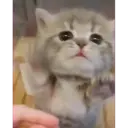 смешные кошки 7