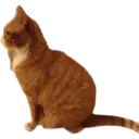 Catsute 6