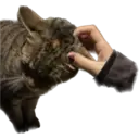 Catsute 5