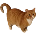 Catsute 7