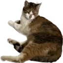 Catsute 2