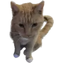 Catsute 1