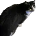 Catsute 8