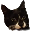 Catsute 3