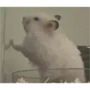 hamster memes 11