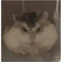 hamster memes 19