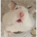 hamster memes 29