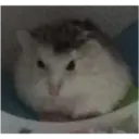 hamster memes 8