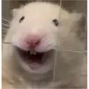 hamster memes 13