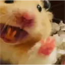 hamster memes 22