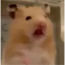 hamster memes 2