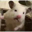 hamster memes 5
