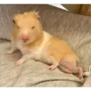 hamster memes 12