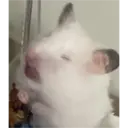 hamster memes 4