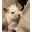 hamster memes 28