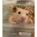 hamster memes 10