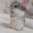 hamster memes 20