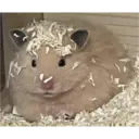 hamster memes 1